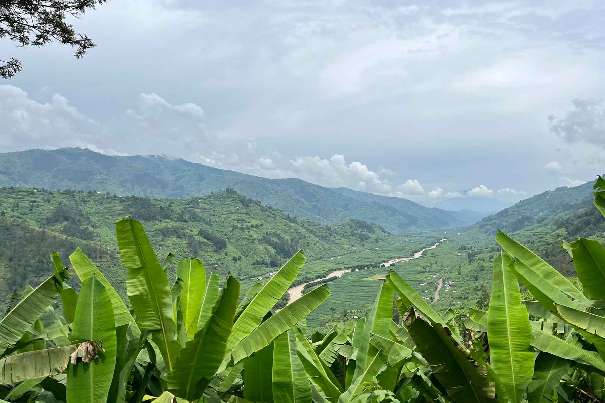 Tropical Forest In Rwanda